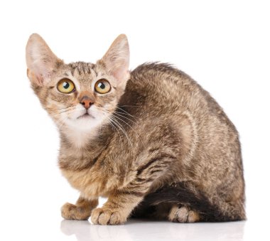 Kahverengi ve beyaz kedi. Hayvan ve hayvan konsepti