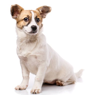 Komik köpek yan oturur. Beyaz arka planda yalıtılmış
