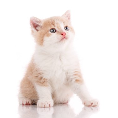 Kedi, evcil hayvan ve sevimli kavram - beyaz bir arka plan üzerinde kedi yavrusu.