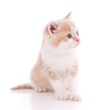 Beyaz arka plandaki mutlu kedi. Hayal kırıklığına uğramış bir kedi