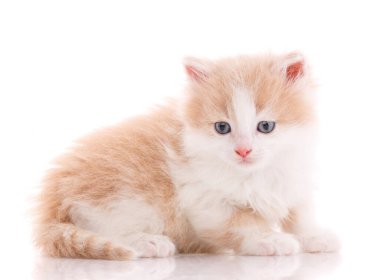Beyaz arka planda izole edilmiş güzel bir kedi yavrusu. & Portre