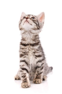 Komik çizgili kedi yavrusu oturuyor ve yukarı bakıyor. İzole edilmiş