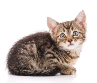 Küçük gri kedi yavrusu profili. İzole et.