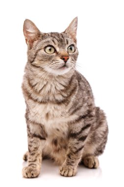 Basit kedi portresi, yakın plan, beyaz arka plan