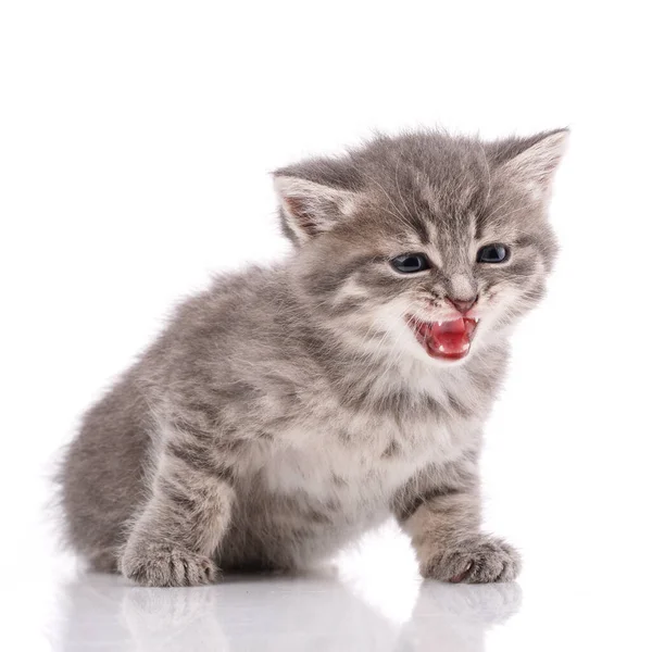 Gray domestic kitten on a white background — Stock Photo, Image