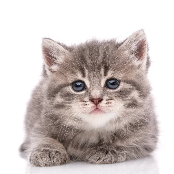 Happy kitten looking at camera. White background. — Stock Photo, Image