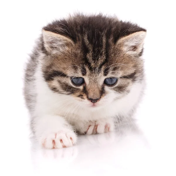 Милий смугастий кошеня з блакитними очима на білому — стокове фото
