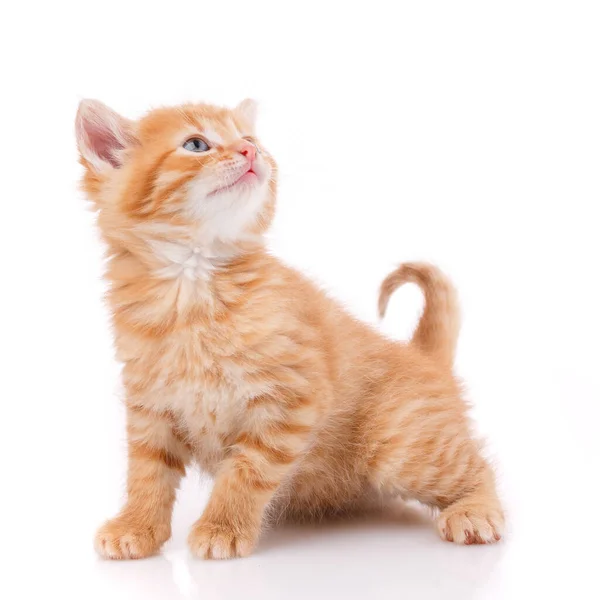 Um lindo gatinho isolado em um fundo branco. Retrato de — Fotografia de Stock