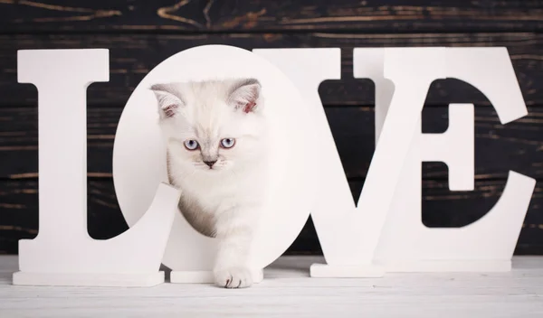 Escocês cor creme de gato reta. Gatinho escocês de raça pura — Fotografia de Stock