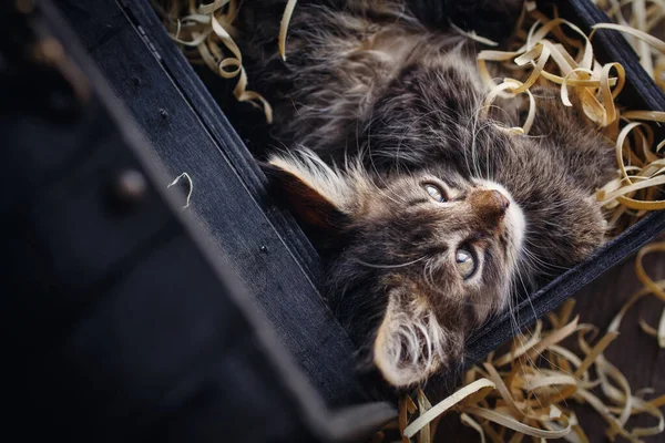 Fluffig, grå kattunge i sågspån — Stockfoto