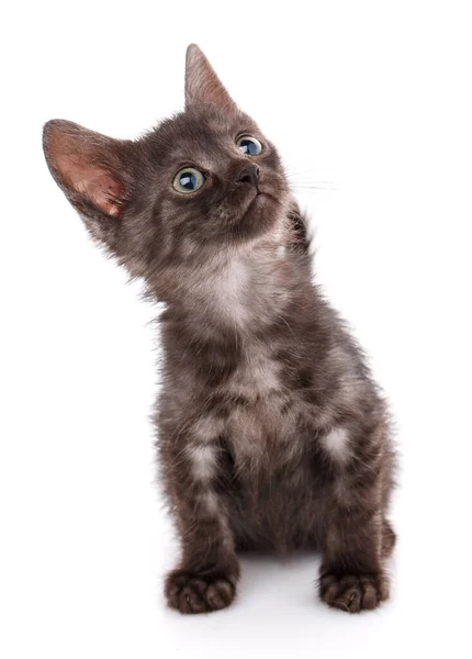 Gatinho preto com olhos azuis sentados em um fundo branco. Olhando para cima . — Fotografia de Stock