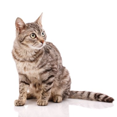 Yeşil gözlü, beyaz çizgili bir kedi.