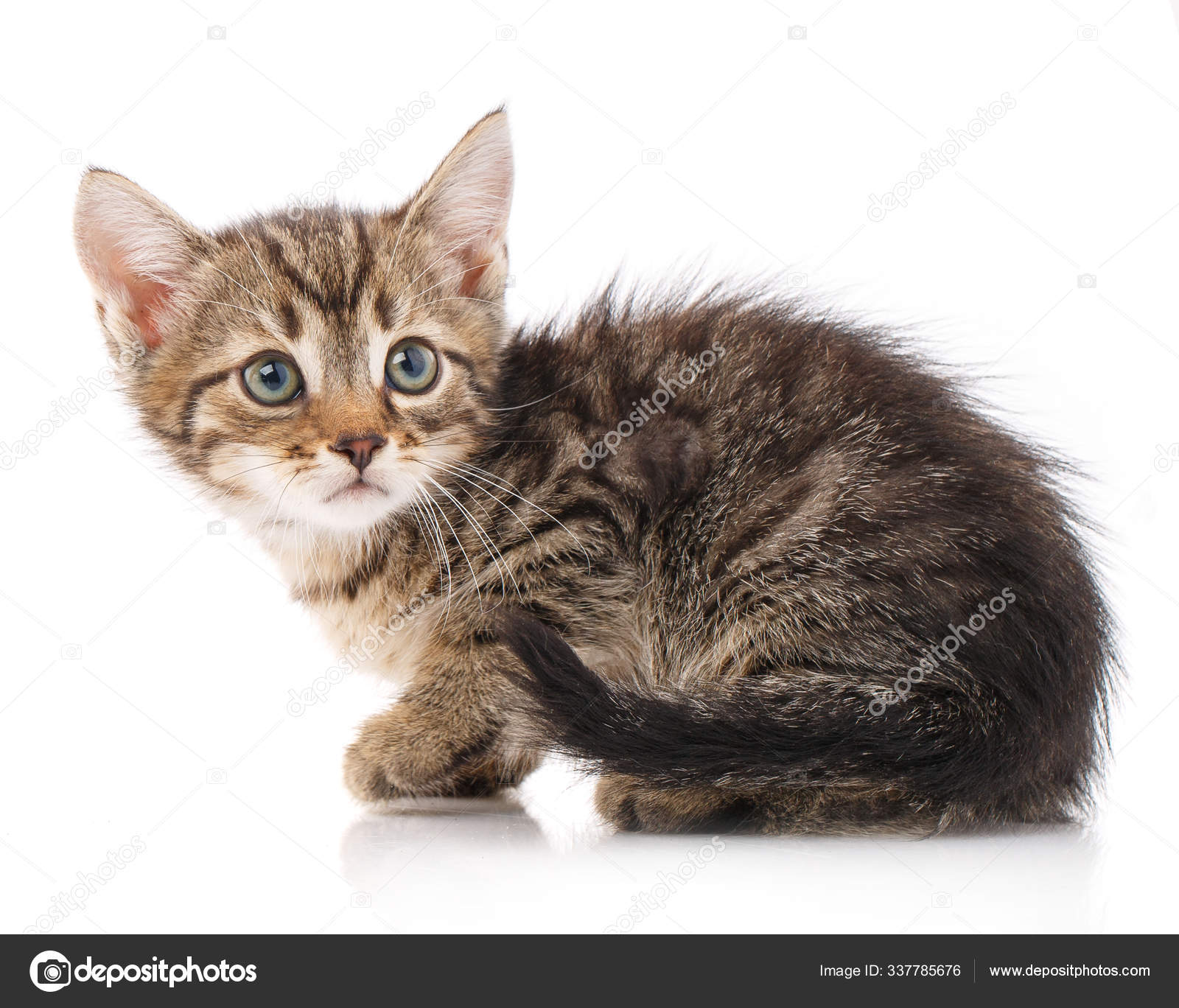 Petit Chaton Gris Isole Sur Fond Blanc Image Libre De Droit Par Serkucher C