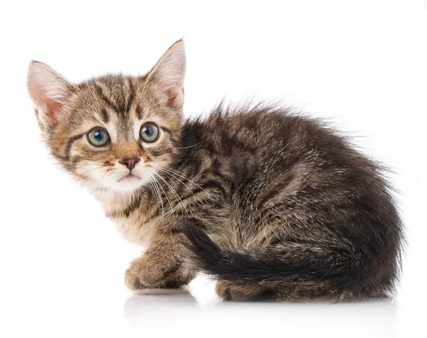 Liten grå kattunge isolerad på vit bakgrund — Stockfoto