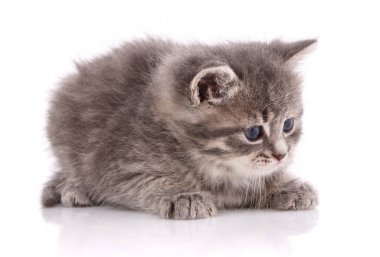 Beyaz arka planda gri kedi yavrusu