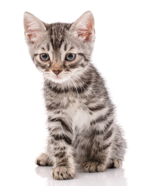 Beyaz arka planda izole edilmiş küçük gri kedi yavrusu. — Stok fotoğraf