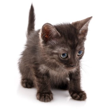 Küçük siyah bir kedi yavrusu yana bakar ve yakından izler..