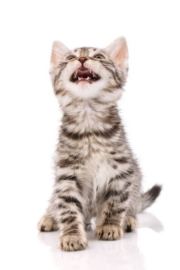 Küçük, oynak, çizgili, gri bir kedi yavrusu açık ağızla yukarı bakıyor.