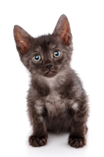 A black kitten sits and looks directly at the camera. — Stock Photo, Image