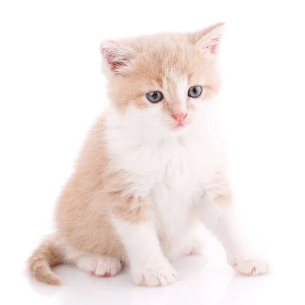 Chat, animal de compagnie et concept mignon - chaton sur fond blanc . — Photo