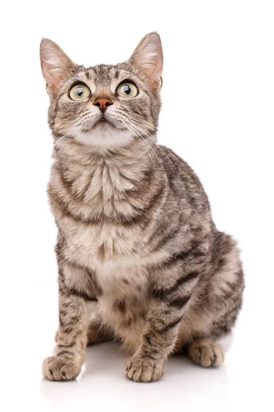 Porträt einer neugierigen Katze auf weißem Hintergrund — Stockfoto