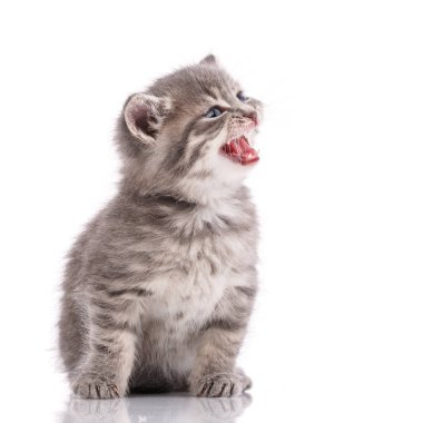 Beyaz arka planda gri kedi yavrusu