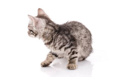 Küçük sevimli gri kedi dönüp arkasına bakıyor.