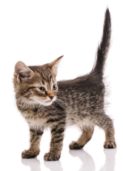 Un pequeño gatito marrón está de pie con una cola elevada. Vista lateral. Aislado sobre fondo blanco . —  Fotos de Stock