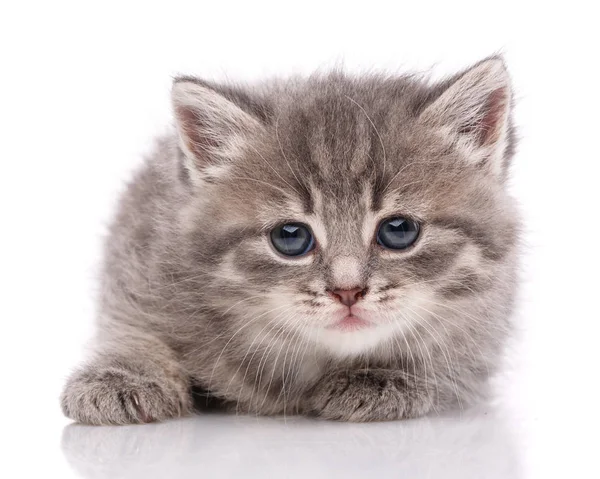 흰색 배경에 작은 회색 새끼 고양이. — 스톡 사진