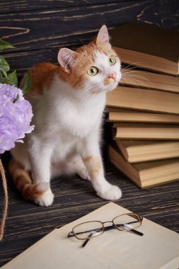Scientist cat. Pussy learns to read books