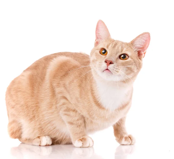 Leuke rode en witte jonge kat geïsoleerd — Stockfoto