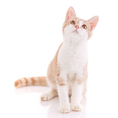 Sevimli kırmızı ve beyaz genç kedi izole