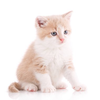 Kedi beyazda izole edilmiş. Evcil hayvan. Gerçek bir dost..