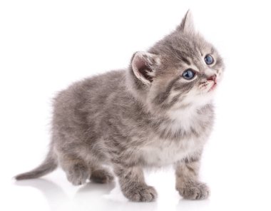 Mavi gözlü şirin çizgili kedi yavrusu.