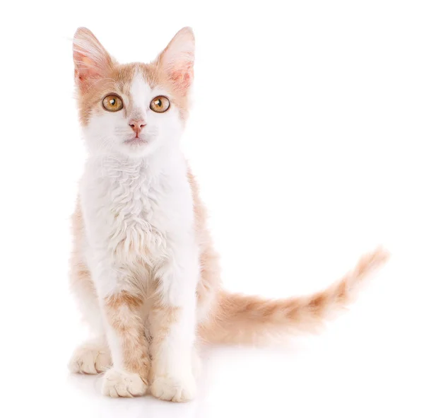 Portrait of domestic red kitten. Cute young cat sitting. — Stock Photo, Image