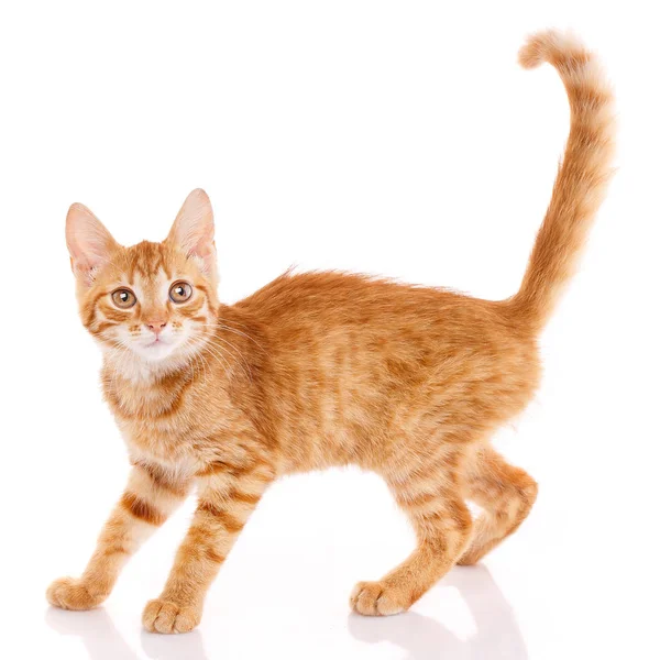 Red little cat on the isolated on white — Stock Photo, Image