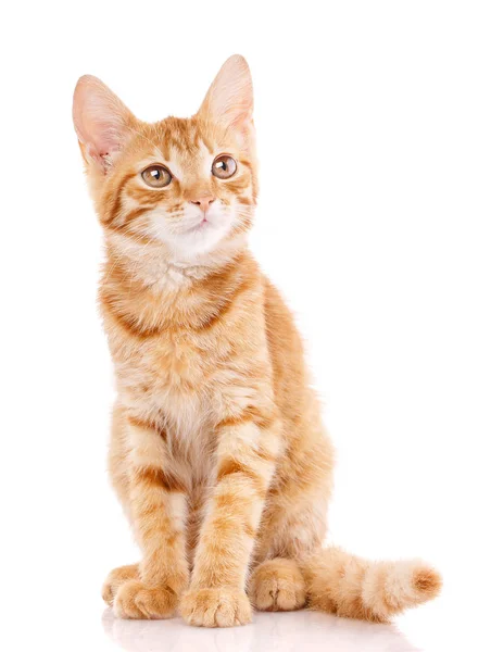 Rote kleine Katze auf dem isolierten Hintergrund — Stockfoto
