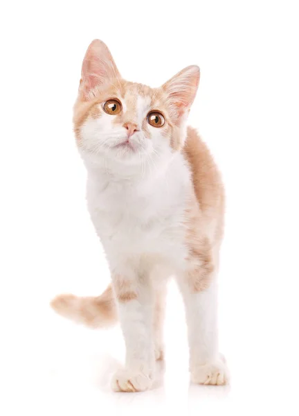 Closeup gato laranja olhando para longe. isolado em branco — Fotografia de Stock