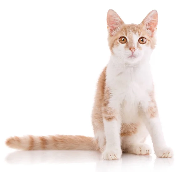 Söt röd och vit ung katt som isolerade — Stockfoto