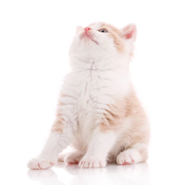 Retrato de gato doméstico em um fundo branco . — Fotografia de Stock