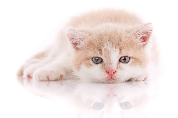 Ein kleines süßes Kätzchen auf dem Rücken liegend. — Stockfoto