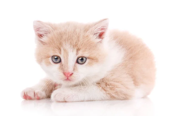 Le chat est isolé sur blanc. Chaton mignon — Photo