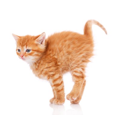 Kırmızı kedi bir uykudan sonra dışarı çıkarılır.