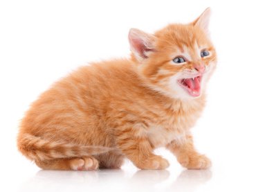 Kedi, evcil hayvan ve sevimli kavram - beyaz bir arka plan üzerinde kedi yavrusu.