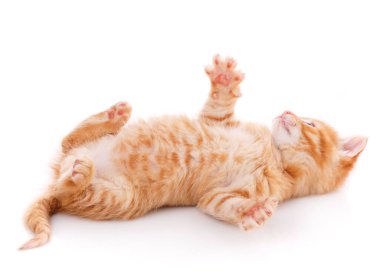 beyaz izole şirin oynak yavru kedi