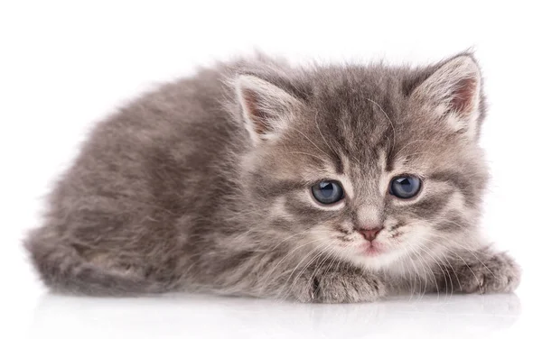 Kleines graues Kätzchen auf weißem Hintergrund. — Stockfoto