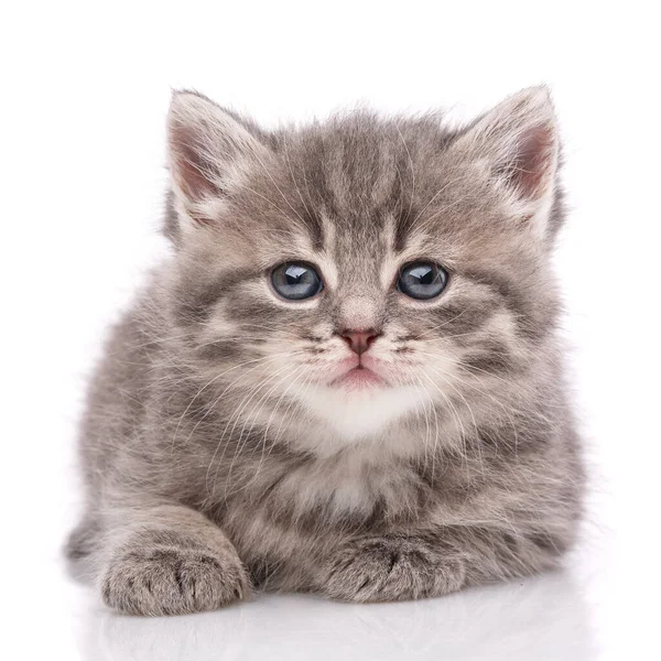 Gatto, animale domestico e concetto carino - gattino su sfondo bianco . — Foto Stock