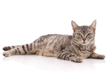 Çizgili gri kedi beyaz arka planda yatıyor.
