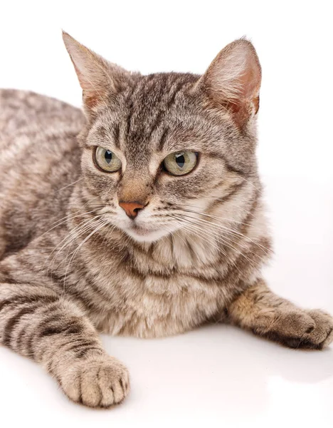 Volwassen gestreepte kat met groene ogen op een witte — Stockfoto