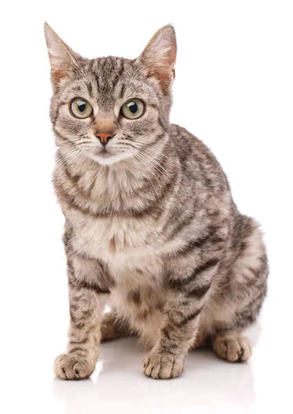 Portrét jednoduché kočky, detailní záběr, na bílém pozadí — Stock fotografie